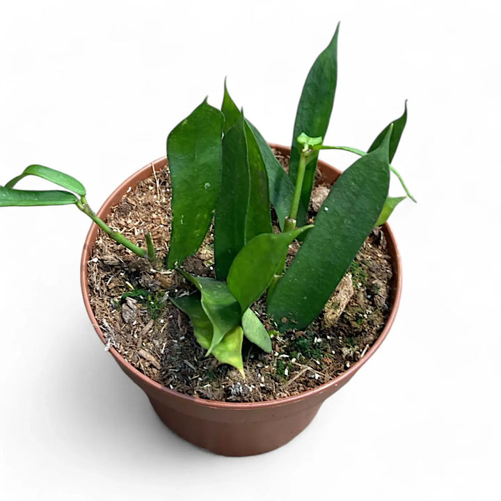 Hoya pundurata Zimmerpflanze im Anzuchttopf vor weißem Hintergrund, Produktfoto 2.