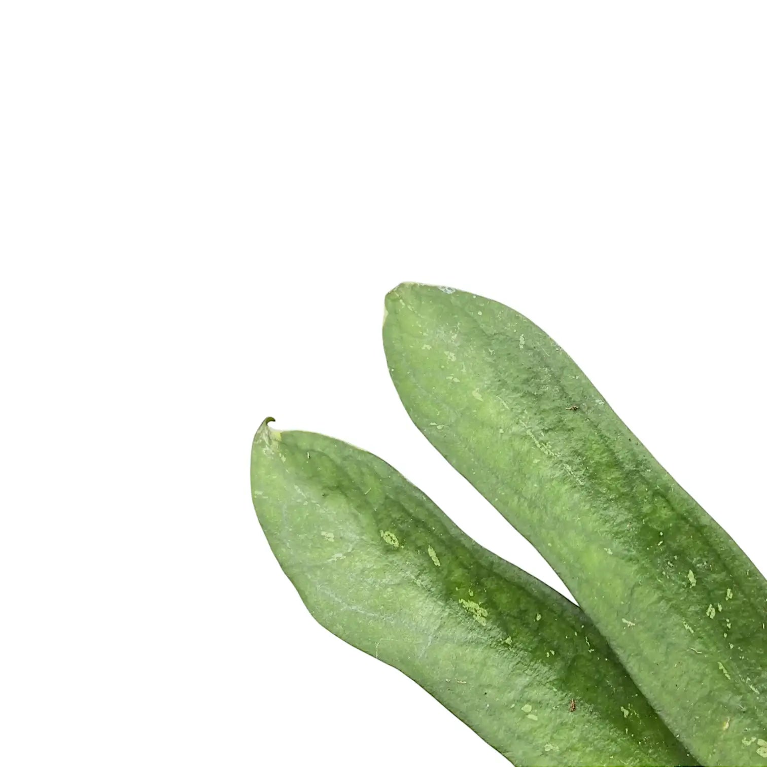 Hoya pundurata sp. Vietnam – Blattdetail vor weißem Hintergrund..