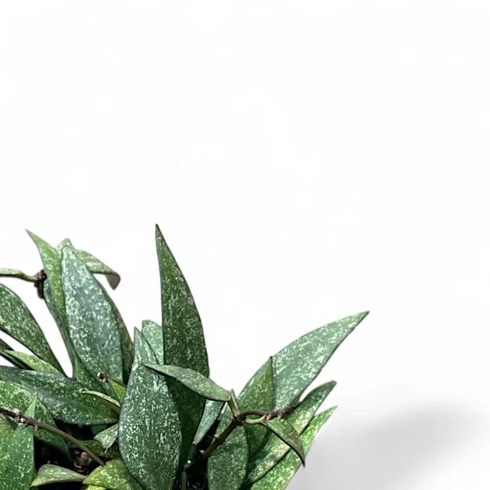 Hoya parviflora 'Splash' – Blattdetail vor weißem Hintergrund..