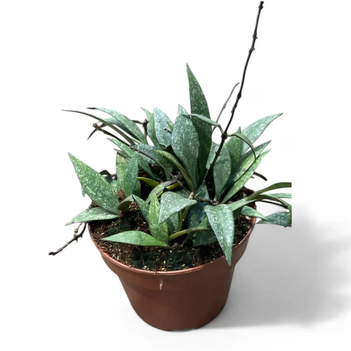 Hoya parviflora 'Splash' Zimmerpflanze im Anzuchttopf vor weißem Hintergrund, Produktfoto 2.