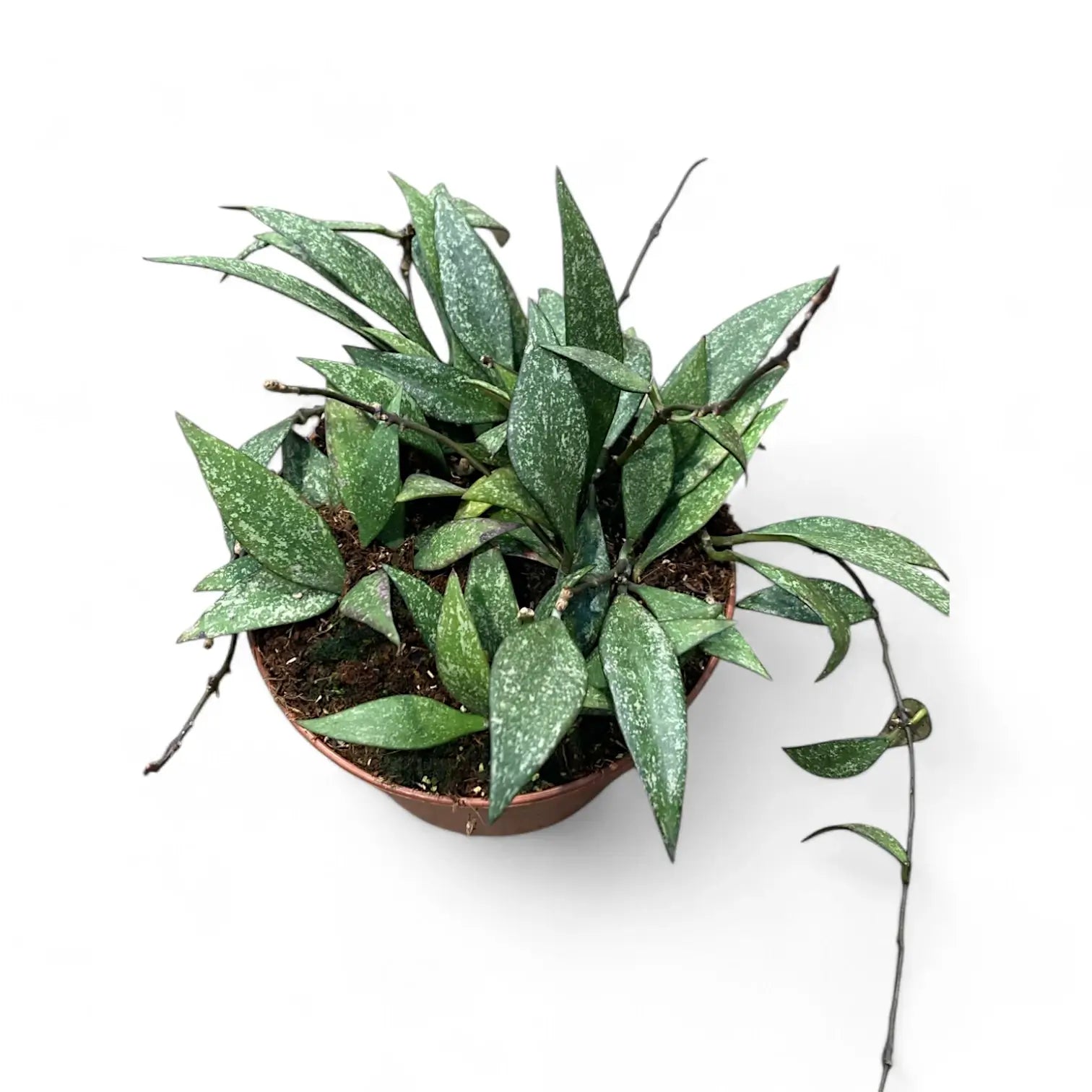 Hoya parviflora 'Splash' potted houseplant in nursery pot on white background, product photo 3.