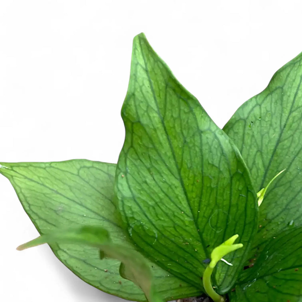 Hoya polyneura – Blattdetail vor weißem Hintergrund..