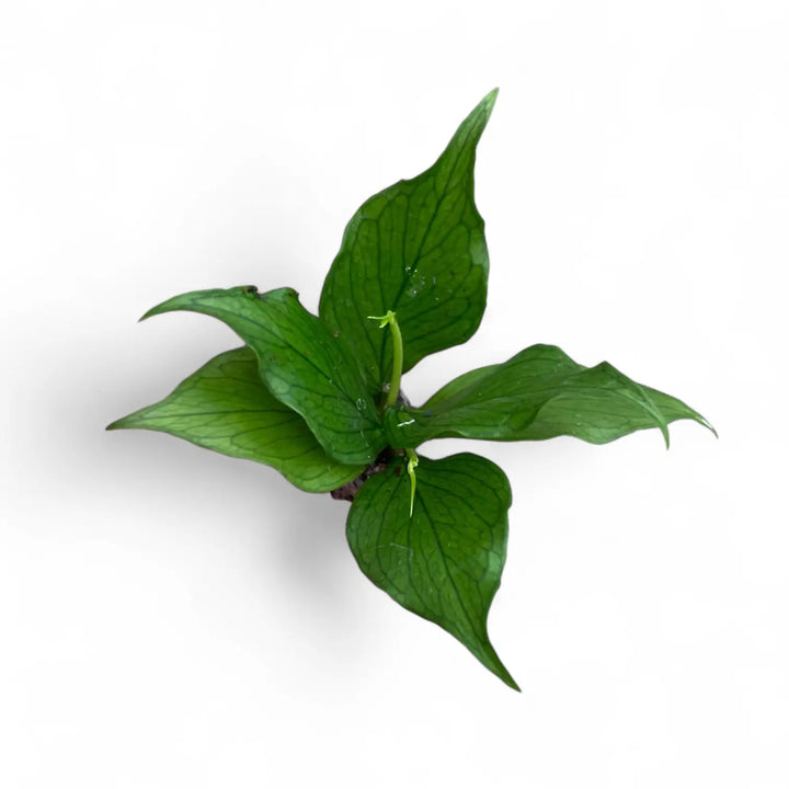 Hoya polyneura Zimmerpflanze im Anzuchttopf vor weißem Hintergrund, Produktfoto 2.