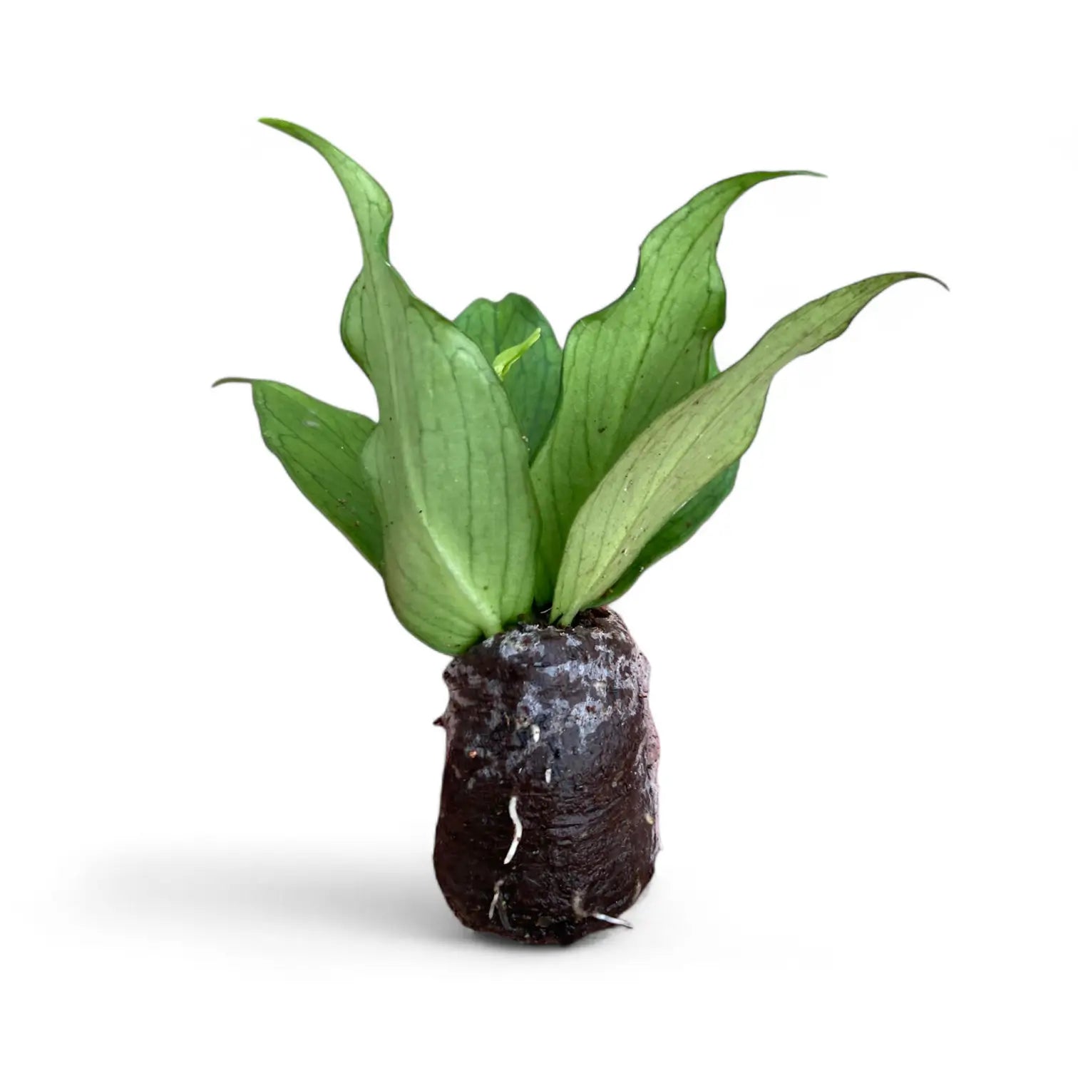 Hoya polyneura potted houseplant in nursery pot on white background, product photo 3.