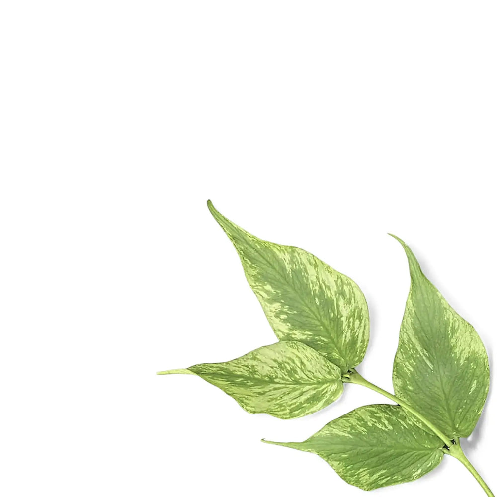 Hoya polyneura 'Splash' – Blattdetail vor weißem Hintergrund..