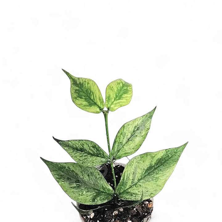 Hoya polyneura 'Splash' Zimmerpflanze im Anzuchttopf vor weißem Hintergrund, Produktfoto 2.