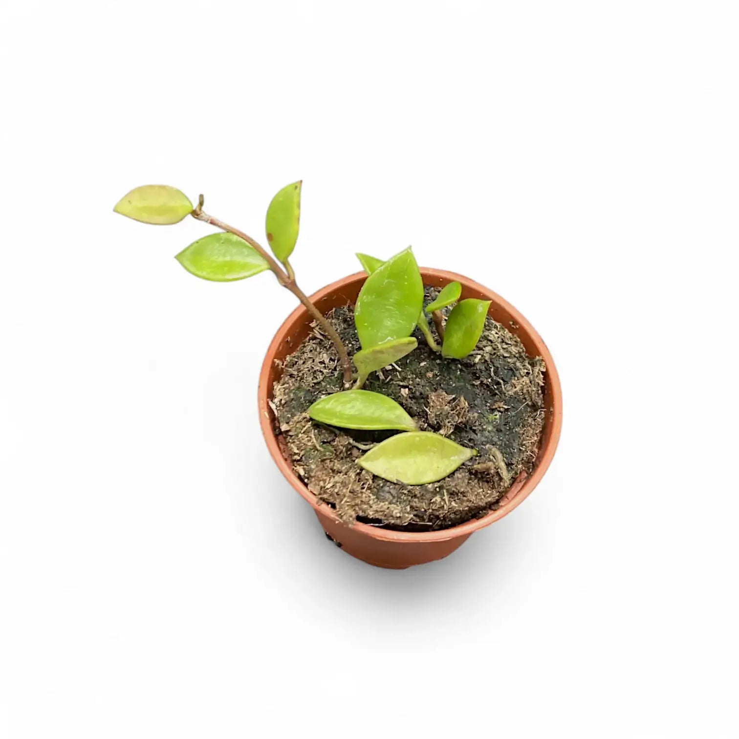 Hoya pubera (syn. Hoya picta) Zimmerpflanze im Anzuchttopf vor weißem Hintergrund, Produktfoto 2.