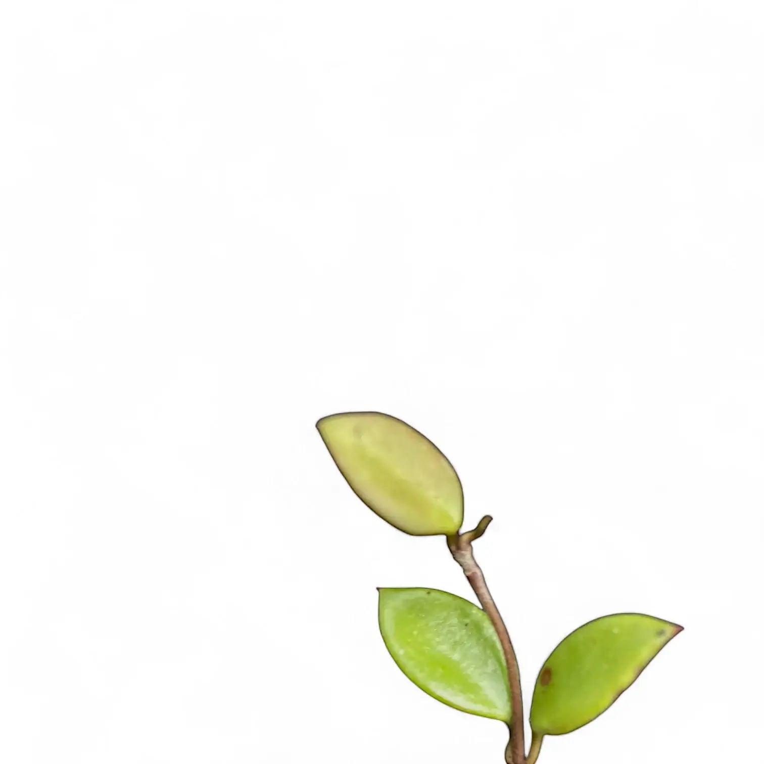 Hoya pubera (syn. Hoya picta) Zimmerpflanze im Anzuchttopf vor weißem Hintergrund, Produktfoto 3.