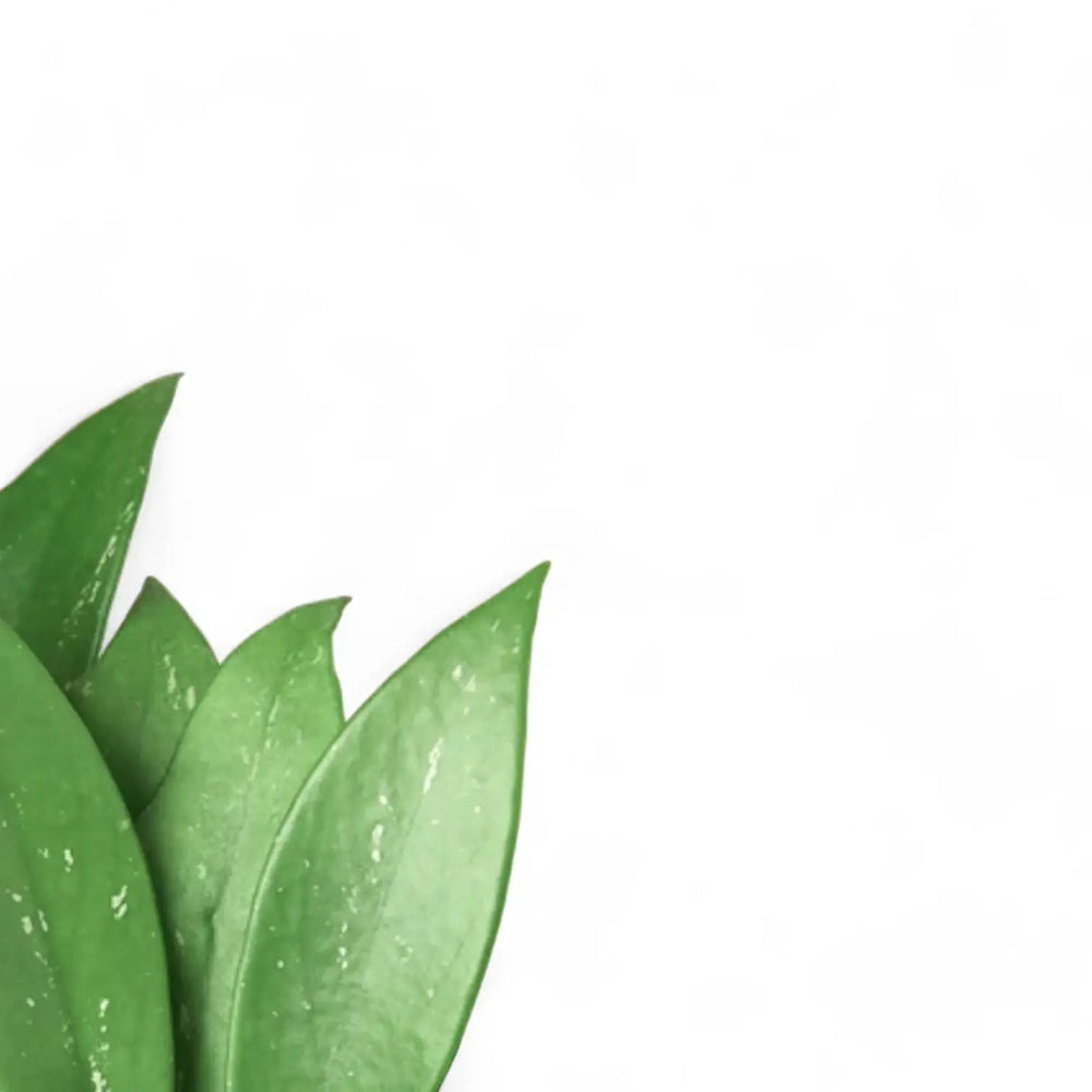 Hoya pubicalyx – Blattdetail vor weißem Hintergrund..