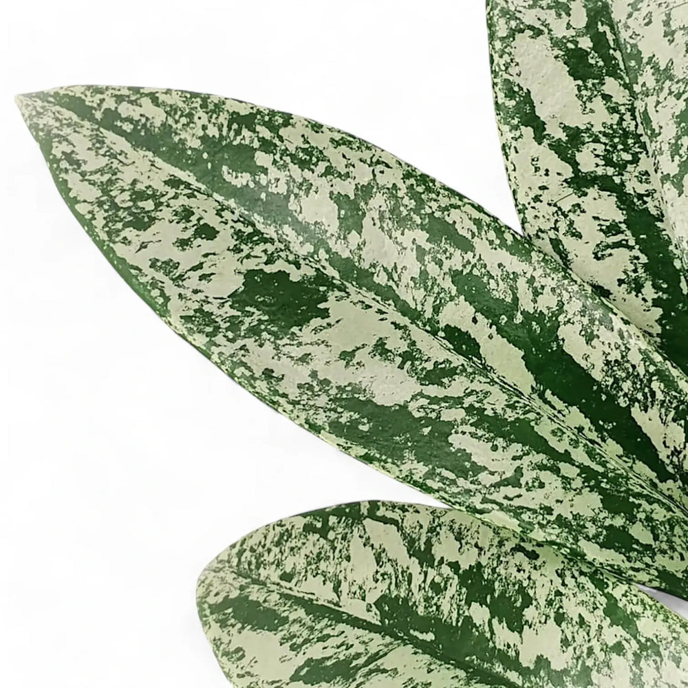 Hoya pubicalyx 'Silver Splash' ('Silver Spot') – Blattdetail vor weißem Hintergrund..