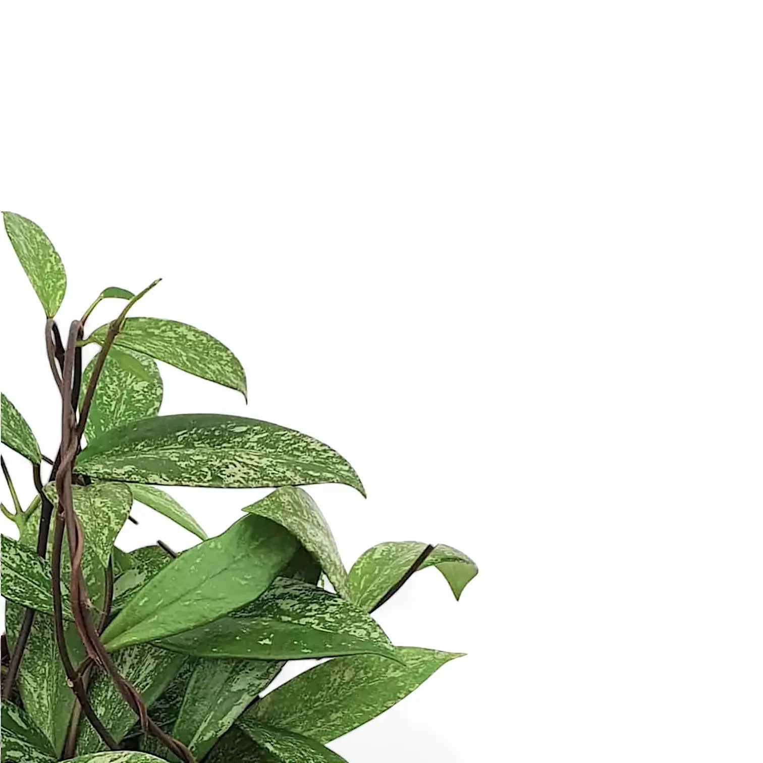 Hoya pubicalyx 'Speckled' leaf close-up on white background.