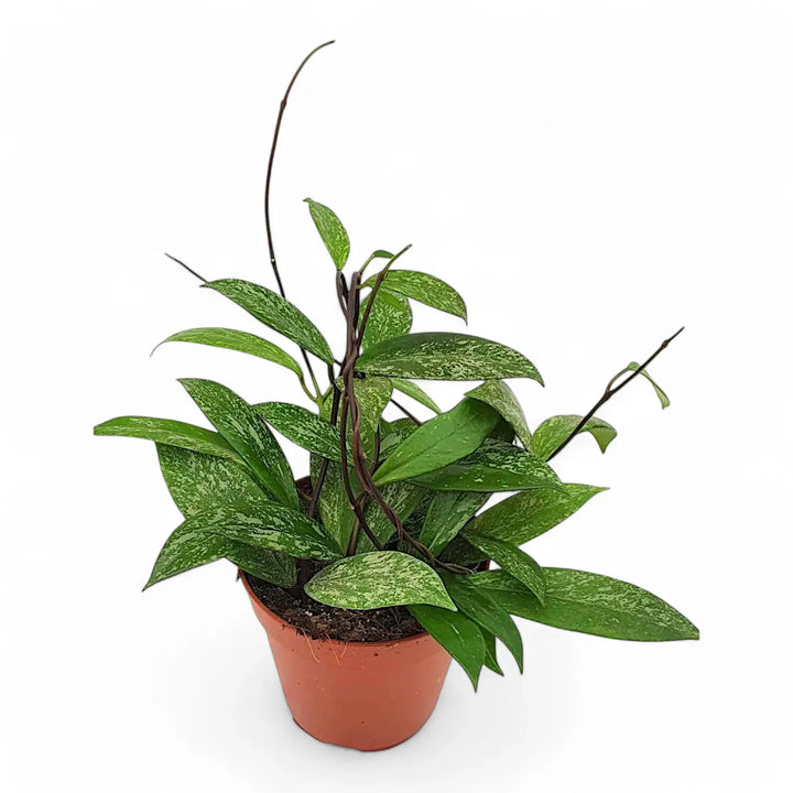 Hoya pubicalyx 'Speckled' Zimmerpflanze im Anzuchttopf vor weißem Hintergrund, Produktfoto 2.