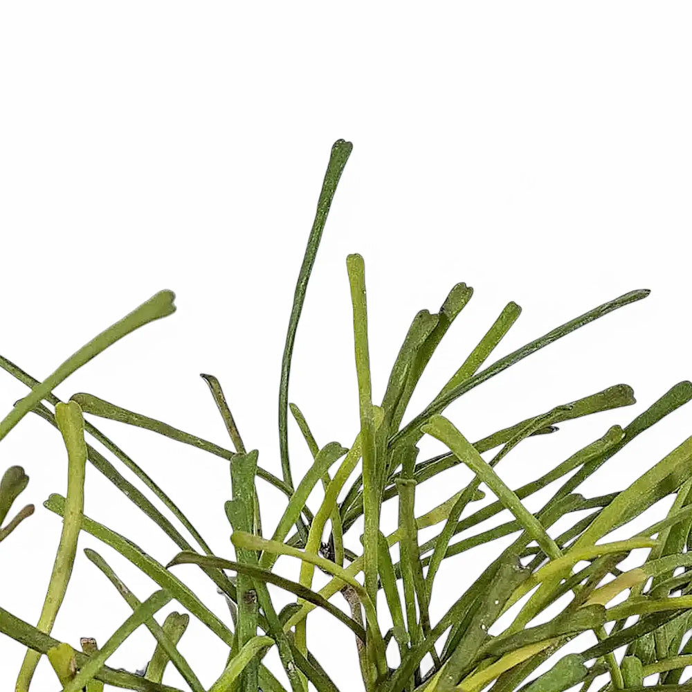 Hoya retusa – Blattdetail vor weißem Hintergrund..