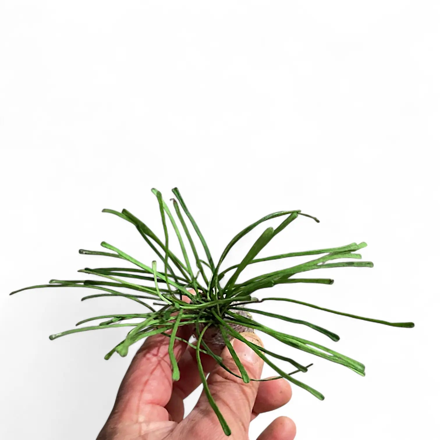 Hoya retusa potted houseplant in nursery pot on white background, product photo 2.