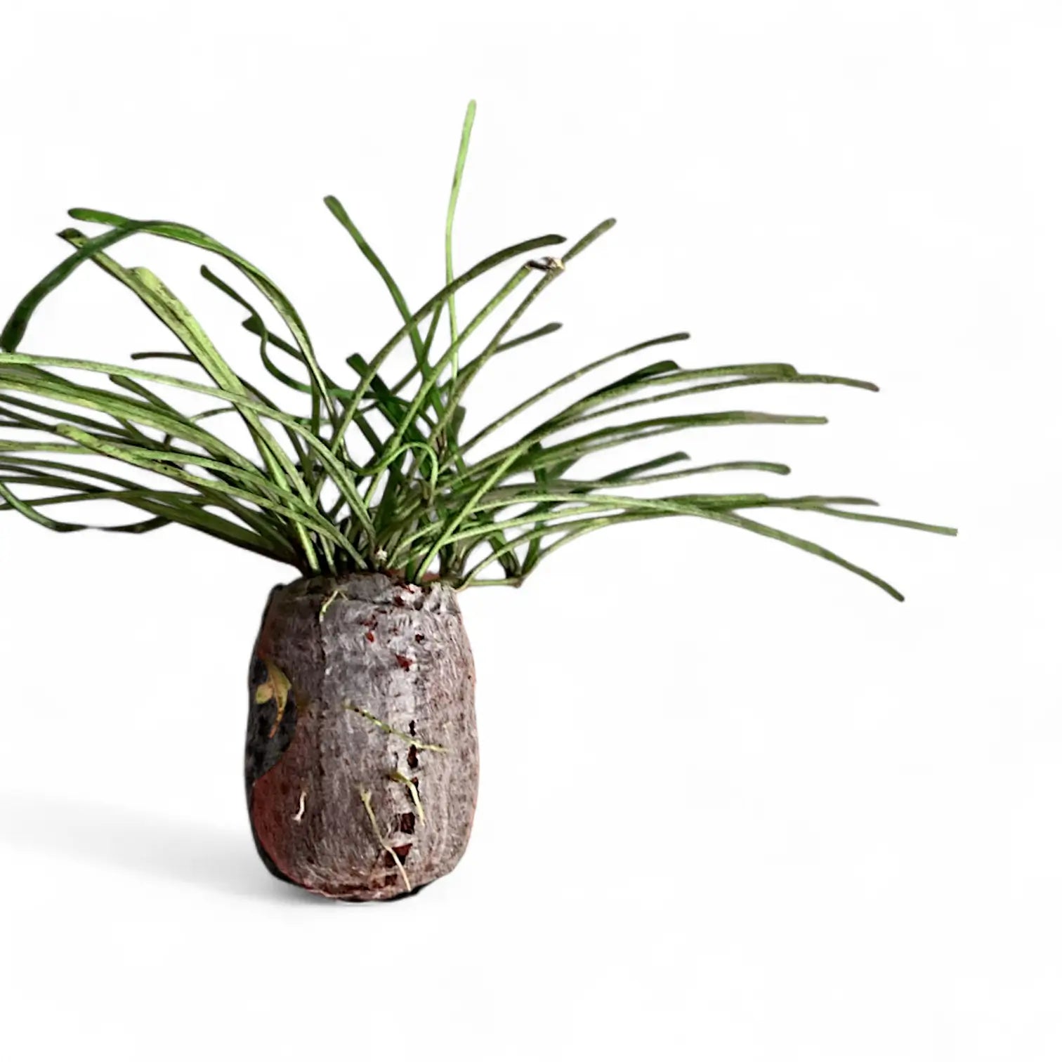 Hoya retusa potted houseplant in nursery pot on white background, product photo 3.