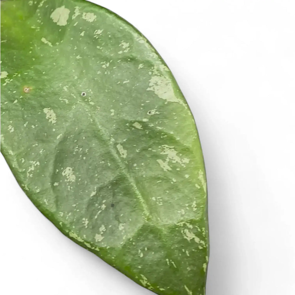 Hoya rundumensis 'Splash' – Blattdetail vor weißem Hintergrund..