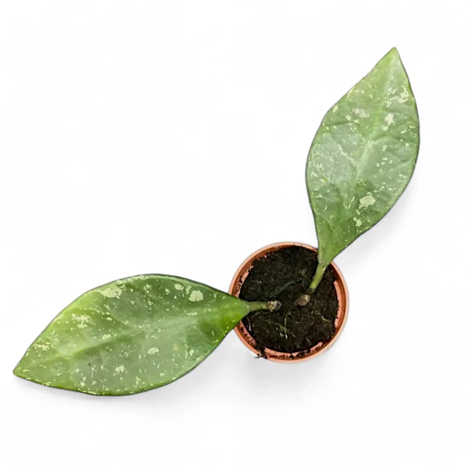Hoya rundumensis 'Splash' potted houseplant in nursery pot on white background, product photo 2.
