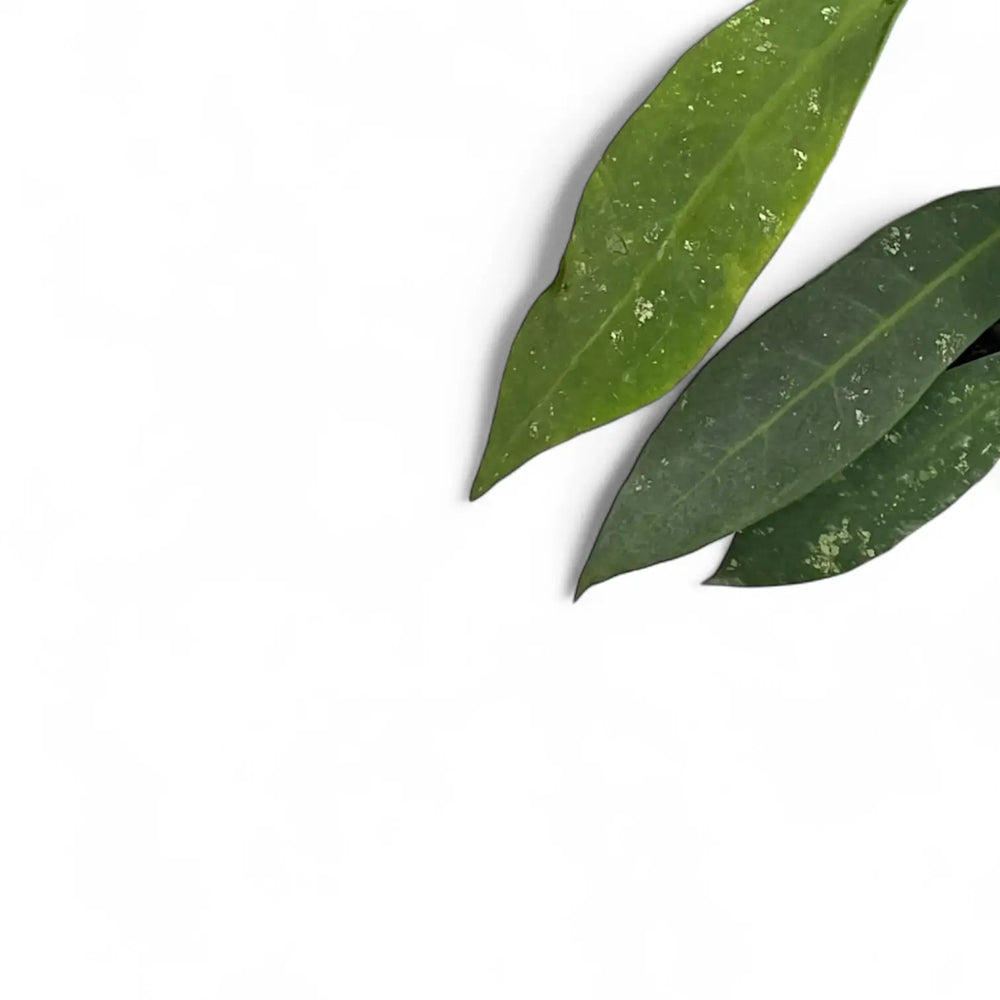 Hoya ruthiae – Blattdetail vor weißem Hintergrund..