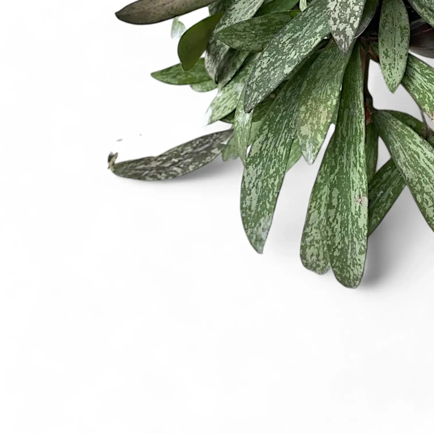 Hoya sigillatis – Blattdetail vor weißem Hintergrund..