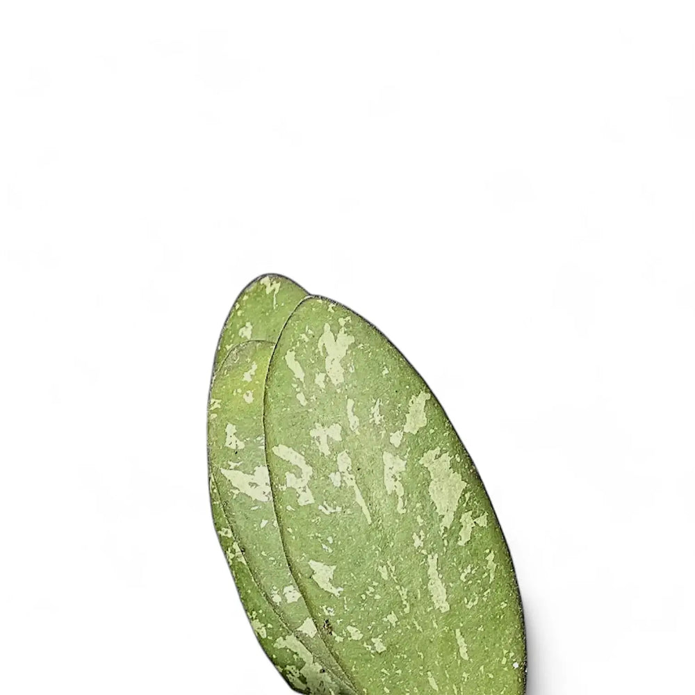 Hoya sigillatis AH004 – Blattdetail vor weißem Hintergrund..