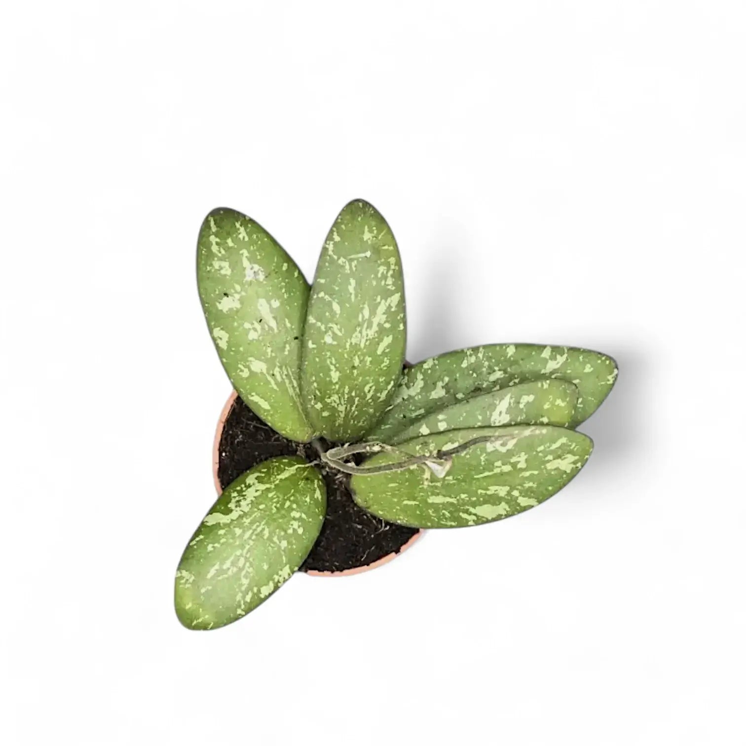 Hoya sigillatis AH004 potted houseplant in nursery pot on white background, product photo 3.