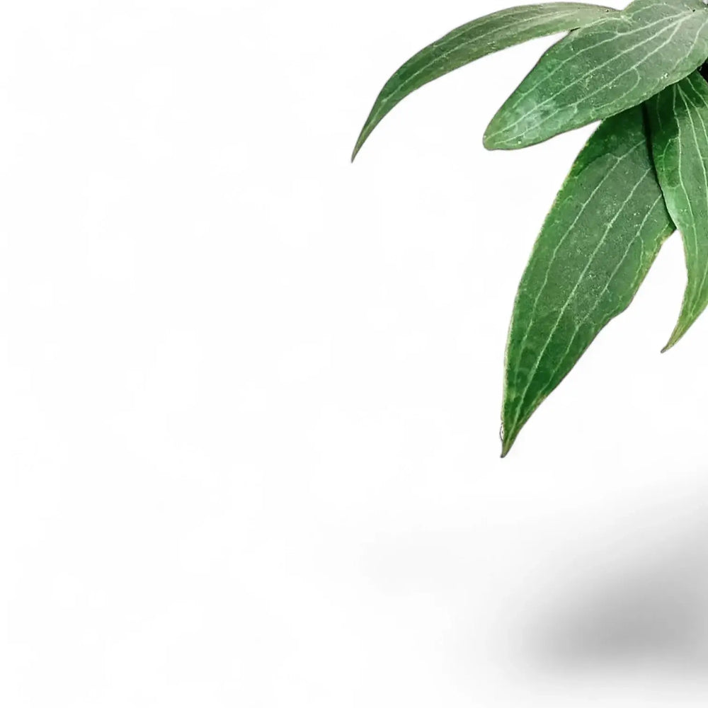 Hoya soligamiana – Blattdetail vor weißem Hintergrund..