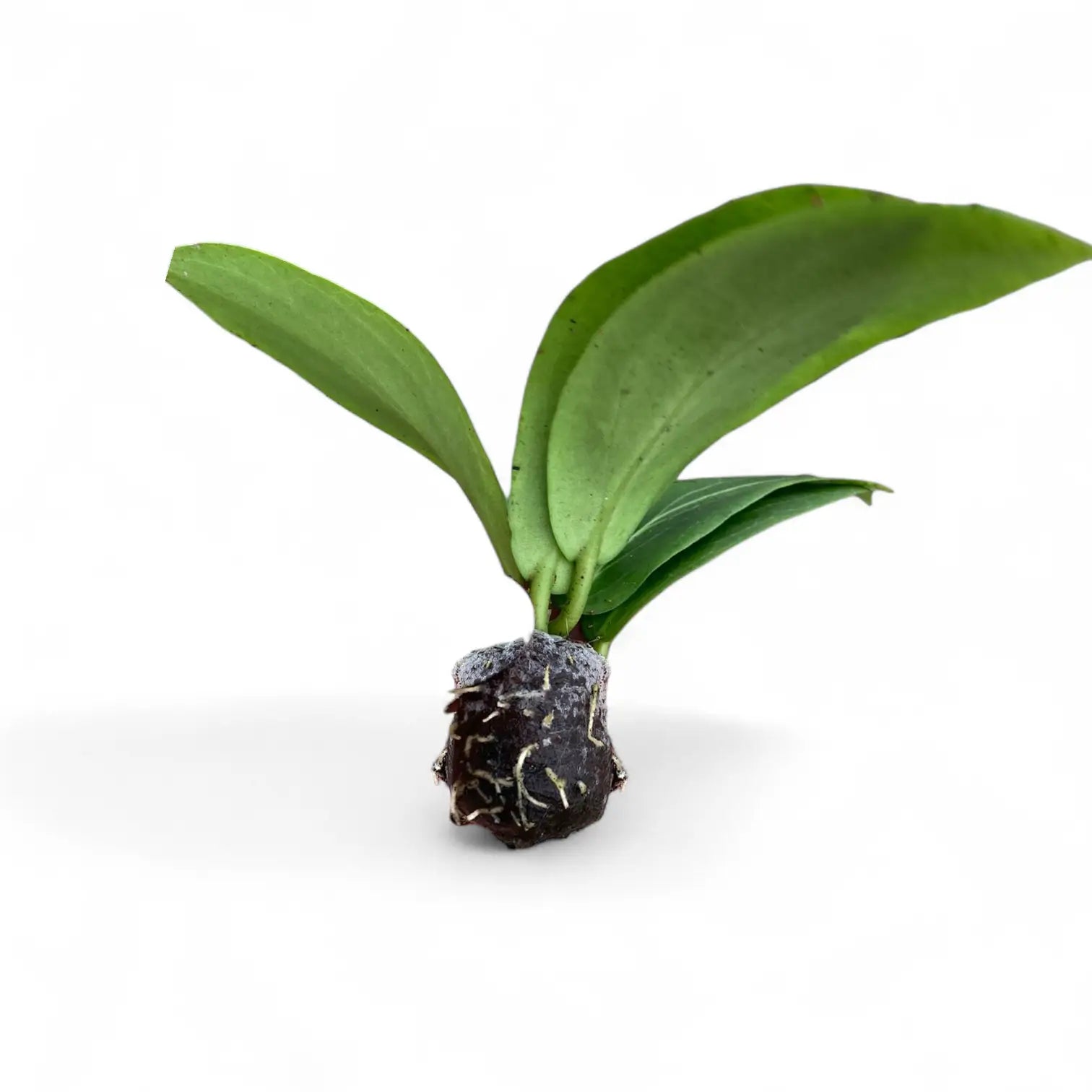 Hoya soligamiana Zimmerpflanze im Anzuchttopf vor weißem Hintergrund, Produktfoto 3.