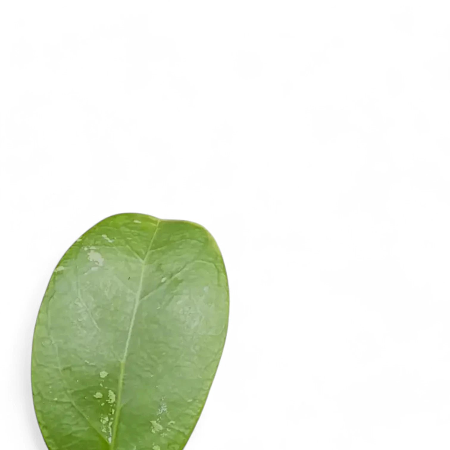 Hoya sp. Aceh – Blattdetail vor weißem Hintergrund..