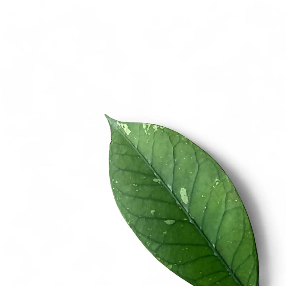 Hoya sp. Aceh 'Long leaf' – Blattdetail vor weißem Hintergrund..