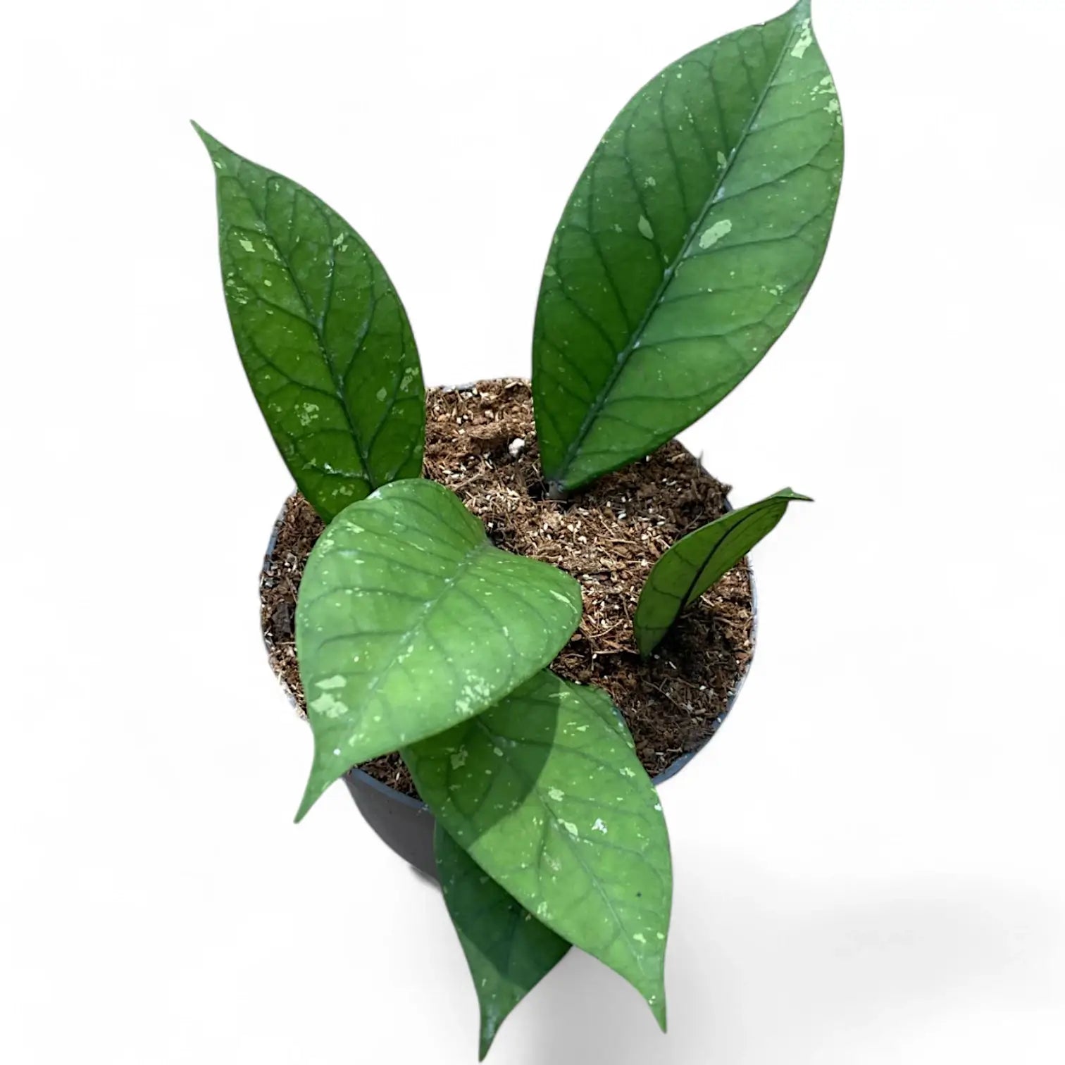 Hoya sp. Aceh 'Long leaf' potted houseplant in nursery pot on white background, product photo 5.