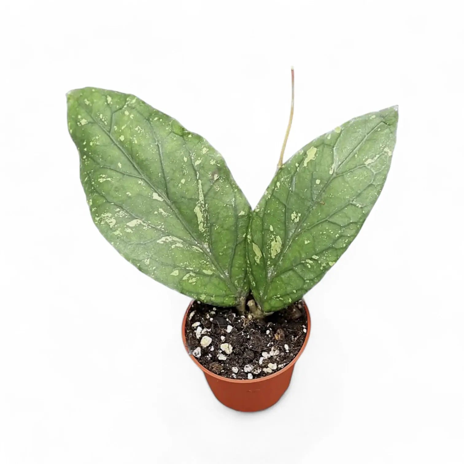 Hoya sp. Gayo potted houseplant in nursery pot on white background, product photo 2.