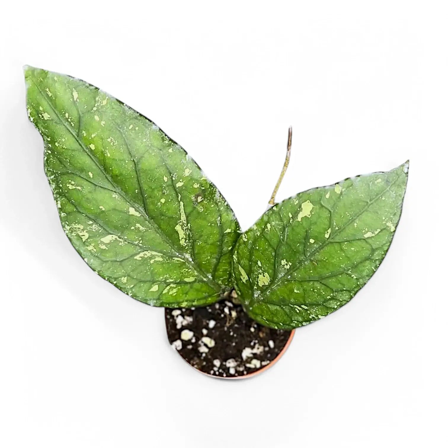 Hoya sp. Gayo potted houseplant in nursery pot on white background, product photo 3.