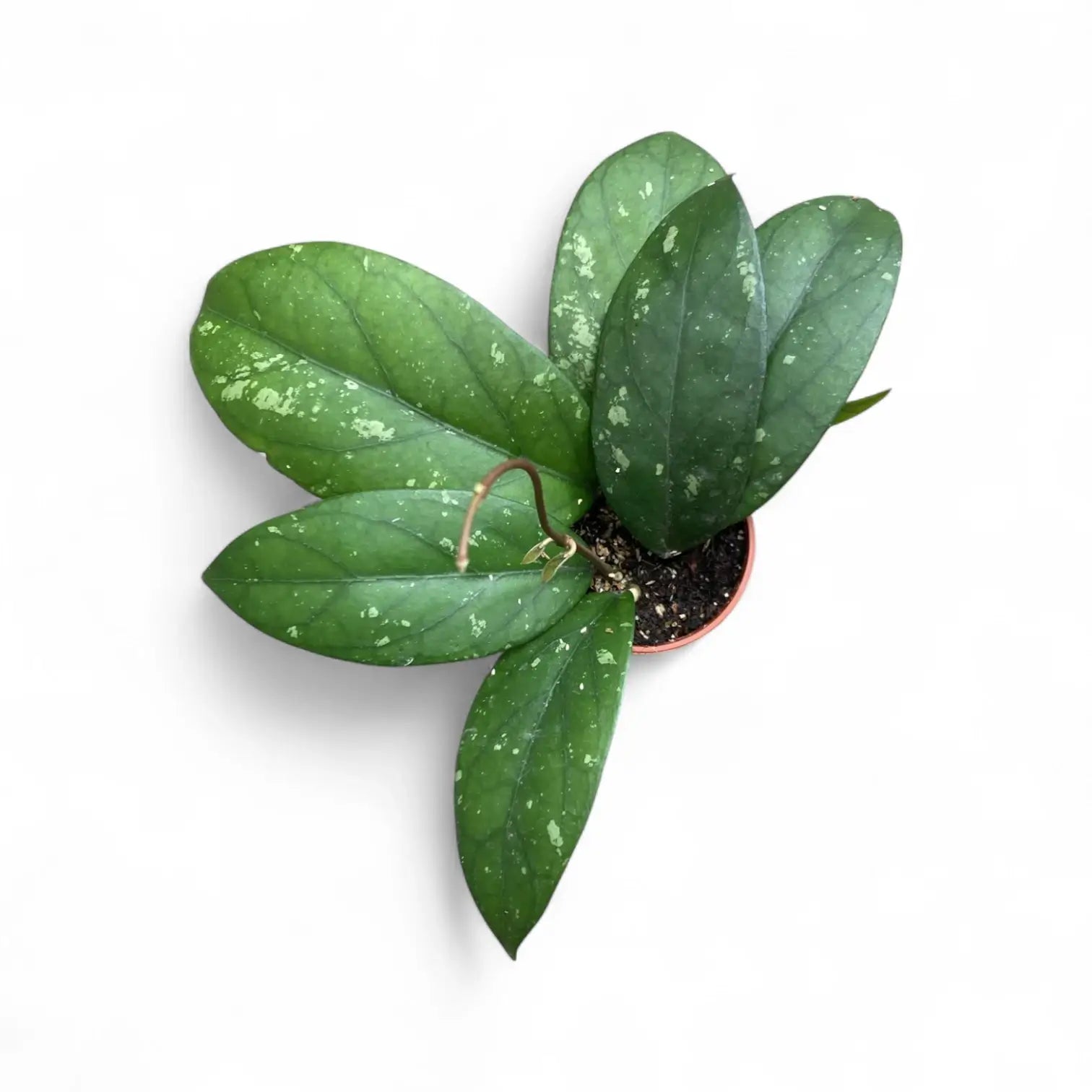Hoya sp. Gayo (Clone 1) potted houseplant in nursery pot on white background, product photo 3.