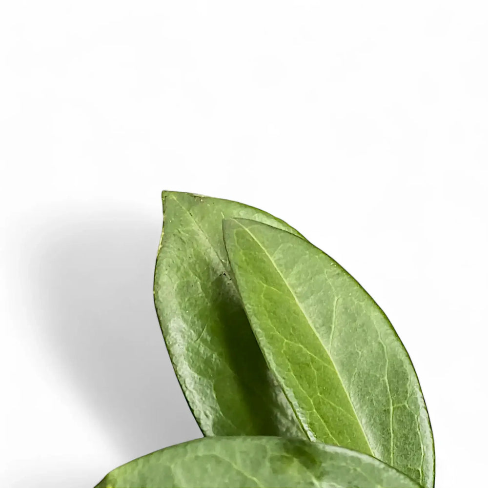 Hoya sp. Papua 004 leaf close-up on white background.