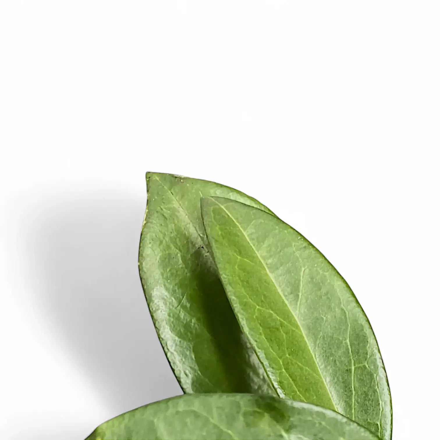 Hoya sp. Papua 004 leaf close-up on white background.