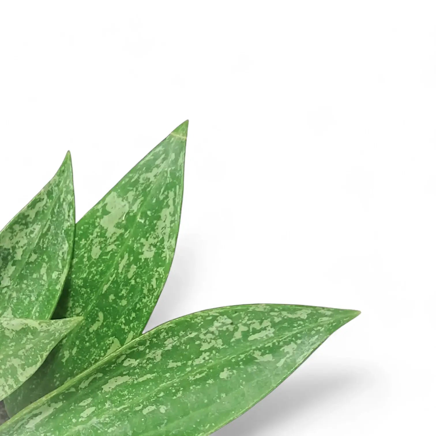 Hoya sp. Rangsan leaf close-up on white background.