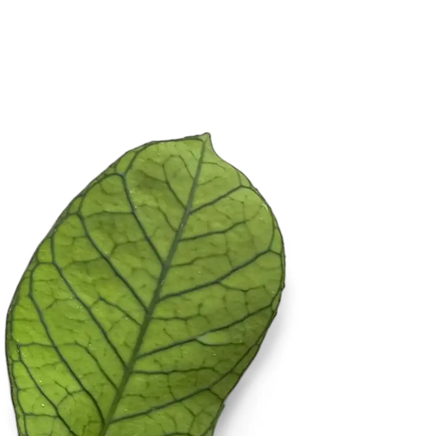 Hoya sp. Sabah (EPC 961) leaf close-up on white background.