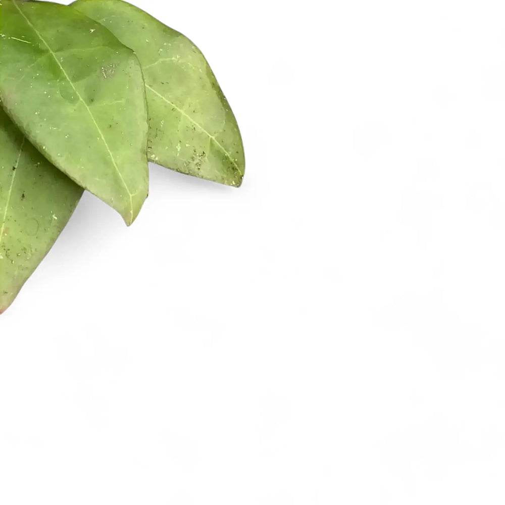 Hoya sp. 'Sulawesi 3' – Blattdetail vor weißem Hintergrund..