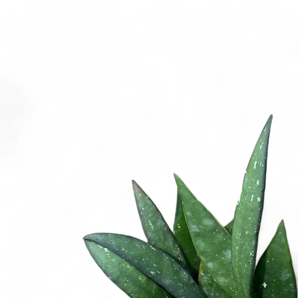 Hoya sp. Sumatra leaf close-up on white background.