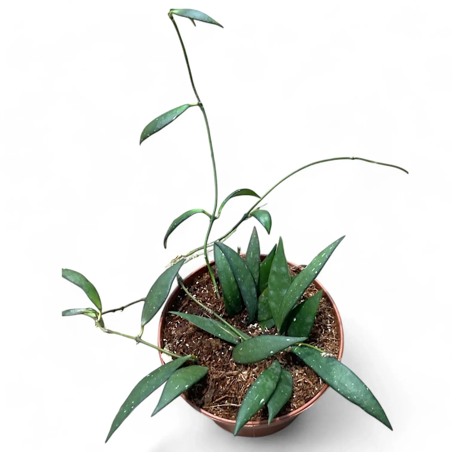 Hoya sp. Sumatra potted houseplant in nursery pot on white background, product photo 2.