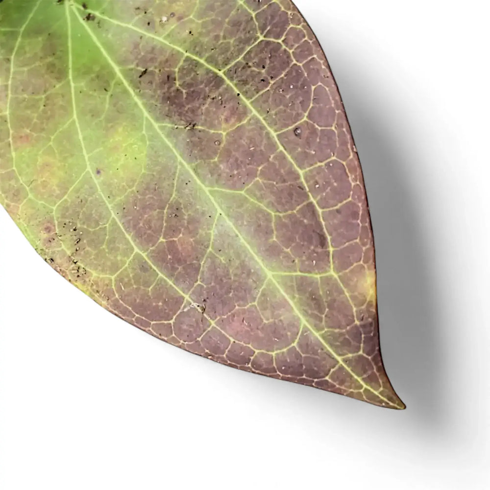 Hoya sp. Timika leaf close-up on white background.