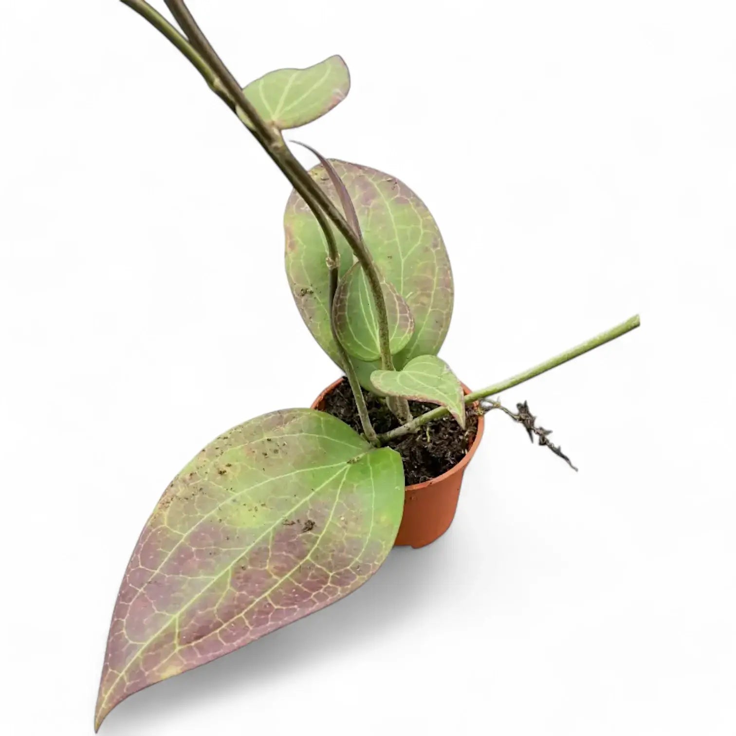 Hoya sp. Timika potted houseplant in nursery pot on white background, product photo 3.