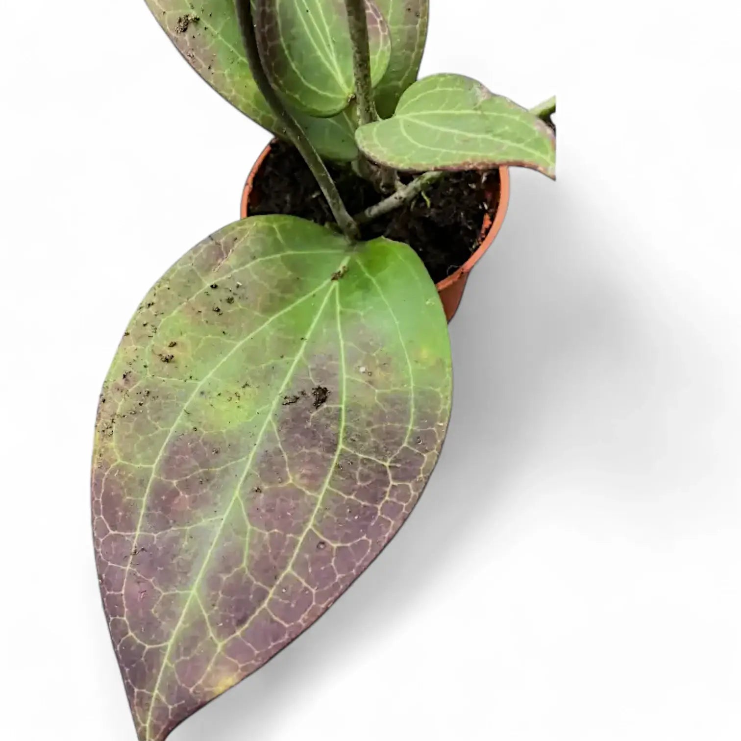Hoya sp. Timika potted houseplant in nursery pot on white background, product photo 4.