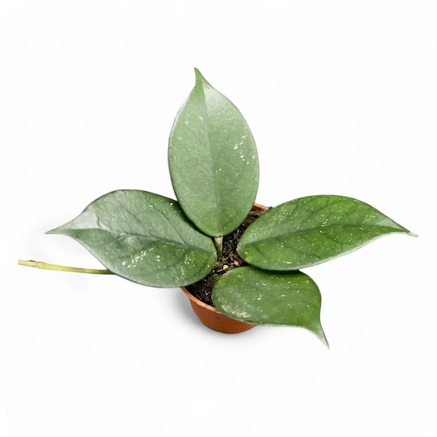 Hoya sp. Vietnam (Clone 1) potted houseplant in nursery pot on white background, product photo 2.