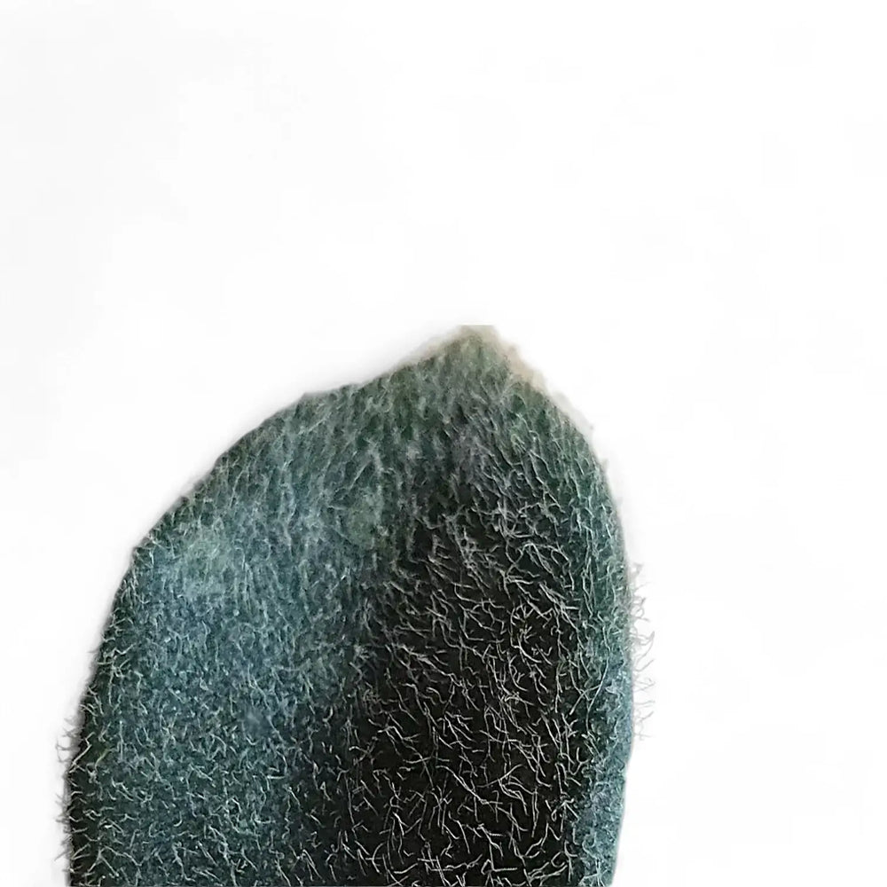 Hoya thomsonii leaf close-up on white background.