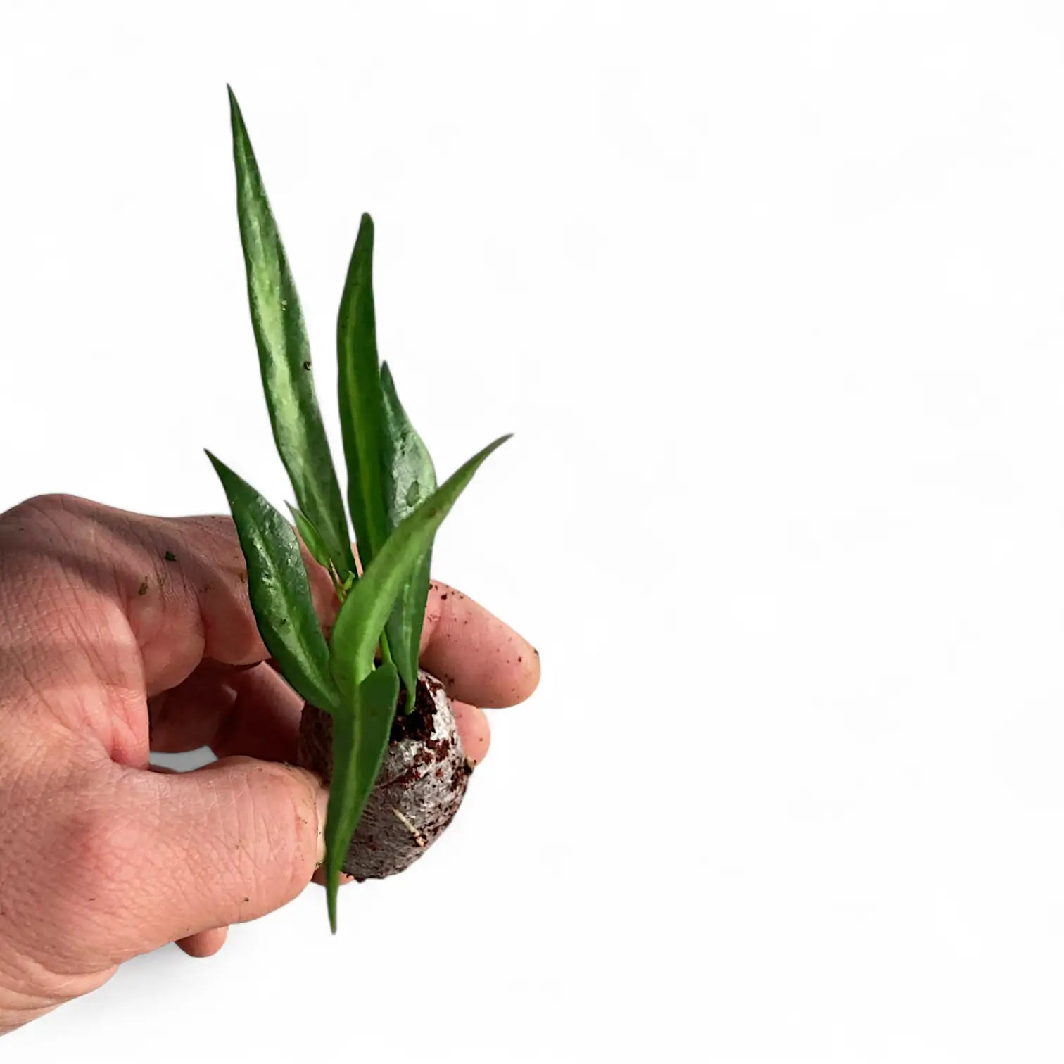 Hoya tsangii inner variegated potted houseplant in nursery pot on white background, product photo 3.