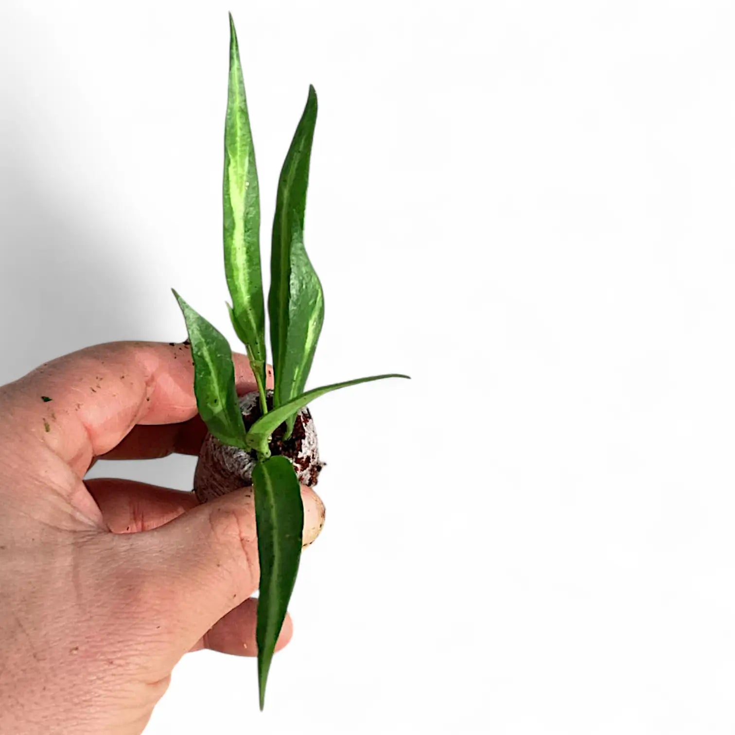 Hoya tsangii inner variegated potted houseplant in nursery pot on white background, product photo 4.