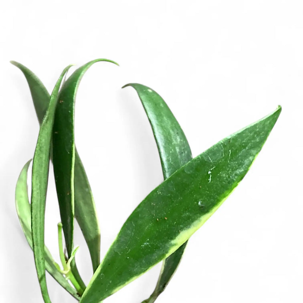 Hoya tsangii outer variegated leaf close-up on white background.
