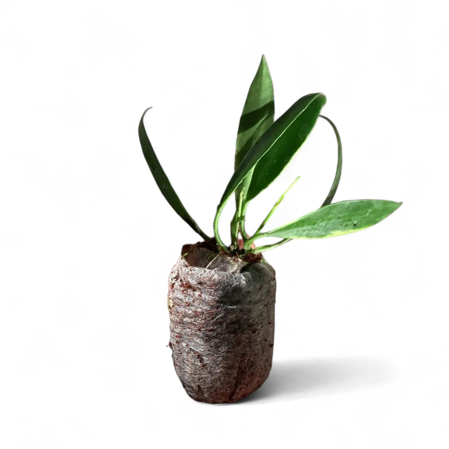Hoya tsangii outer variegated potted houseplant in nursery pot on white background, product photo 2.