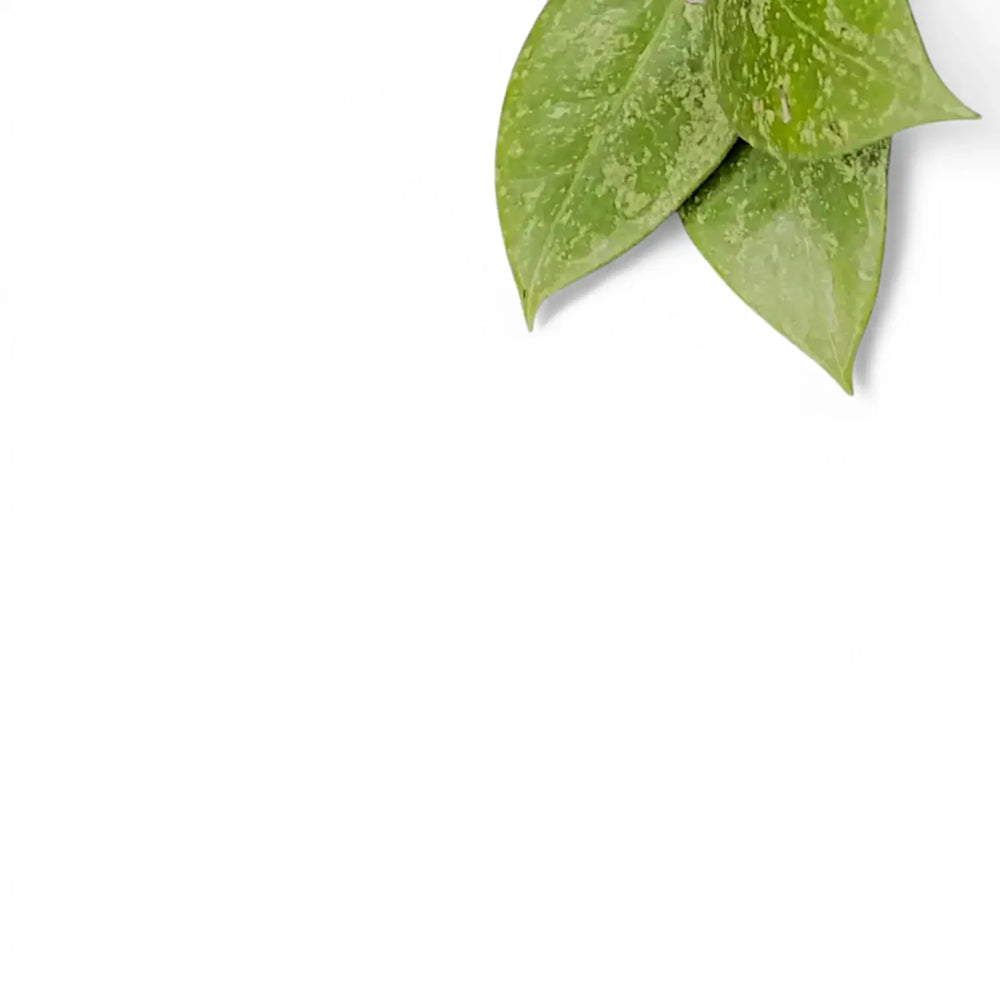 Hoya verticillata 'N-Splash' leaf close-up on white background.